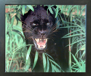 Wild Animal Wall Decor Picture Panther Scary Black Leopard, Jaguar Animal Nature Expresso Framed Art Print Poster (18x22) Wild Animal Wall Decor Picture Panther Scary Black Leopard, Jaguar Animal Nature Expresso Framed Art Print Poster (18x22)