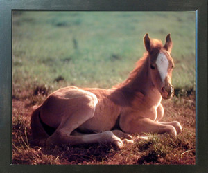 Impact Posters Gallery Horse Colt Wildlife Animal Wall Decor Framed Art Print Picture Impact Posters Gallery Horse Colt Wildlife Animal Wall Decor Framed Art Print Picture