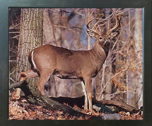 Framed Wall Decoration Whitetail Buck Deer Rut Wild Animal Espresso Wildlife Picture Art Print (18x22) Framed Wall Decoration Whitetail Buck Deer Rut Wild Animal Espresso Wildlife Picture Art Print (18x22)