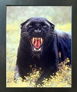 Framed Wall Decoration Snarling Black Panther (Leopard) Wildlife Animal Espresso Picture Art Print (18x22) Framed Wall Decoration Snarling Black Panther (Leopard) Wildlife Animal Espresso Picture Art Print (18x22)