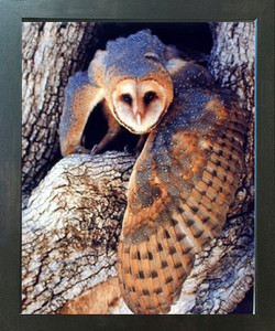 Impact Posters Gallery Barn Owl Bird Espresso Wildlife Framed Wall Decor Picture Art Print Impact Posters Gallery Barn Owl Bird Espresso Wildlife Framed Wall Decor Picture Art Print