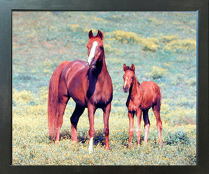 Arabian Horse Mare and Foal Wild Animal Wall Decor Picture Expresso Framed Art Print Poster (18x22) Arabian Horse Mare and Foal Wild Animal Wall Decor Picture Expresso Framed Art Print Poster (18x22)
