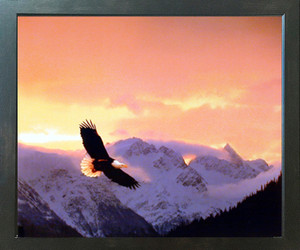 Eagle Wall Decor Flying Sunset Kirk Yarnell Animal Bird Espresso Framed Art Print Poster (18x22) Eagle Wall Decor Flying Sunset Kirk Yarnell Animal Bird Espresso Framed Art Print Poster (18x22)