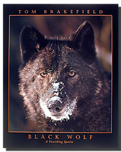 Black Wolf Poster