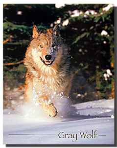 gray wolf running Poster