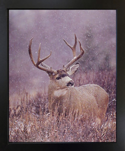 Impact Posters Gallery Mule Deer Framed Wall Decor Antler Rack Wildlife Animal Black Picture Art Print (18x22) Impact Posters Gallery Mule Deer Framed Wall Decor Antler Rack Wildlife Animal Black Picture Art Print (18x22)