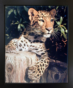 Impact Posters Gallery Leopard Framed Wall Decoration (Panther, Jaguar, Big Cat) Wild Animal Black Picture Art Print Impact Posters Gallery Leopard Framed Wall Decoration (Panther, Jaguar, Big Cat) Wild Animal Black Picture Art Print