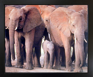 Impact Posters Gallery Baby Elephant African Animal Herd Nature Black Framed Wall Decoration Art Print Picture (18x22) Impact Posters Gallery Baby Elephant African Animal Herd Nature Black Framed Wall Decoration Art Print Picture (18x22)