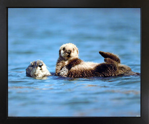 Wall Picture Decor Sea Otter & Pup Baby Ocean Animal Black Framed Art Print (18x22) Wall Picture Decor Sea Otter & Pup Baby Ocean Animal Black Framed Art Print (18x22)