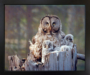 Impact Posters Gallery Great Grey Owl Family Bird Wildlife Animal Black Framed Wall Art Print Decor Picture (18x22) Impact Posters Gallery Great Grey Owl Family Bird Wildlife Animal Black Framed Wall Art Print Decor Picture (18x22)