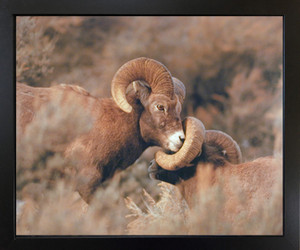 Wall Decor Big Horn Sheep Fighting Wildlife Animal Black Framed Picture Art Print (18x22) Wall Decor Big Horn Sheep Fighting Wildlife Animal Black Framed Picture Art Print (18x22)