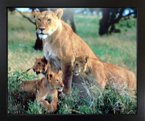 Impact Posters Gallery Lion Cubs with Mother Schafer Wild Animal Nature Wall Decor Black Framed Art Print Picture Impact Posters Gallery Lion Cubs with Mother Schafer Wild Animal Nature Wall Decor Black Framed Art Print Picture