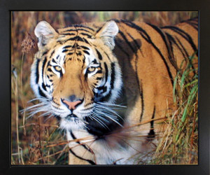 Impact Posters Gallery Bengal Tiger Big Cat Animal Wildlife Wall Black Framed Art Print Picture Impact Posters Gallery Bengal Tiger Big Cat Animal Wildlife Wall Black Framed Art Print Picture