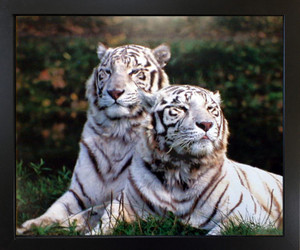 Wildlife Animal Framed Wall Decoration Wild White Bengal Tiger Black Art Print Picture Wildlife Animal Framed Wall Decoration Wild White Bengal Tiger Black Art Print Picture