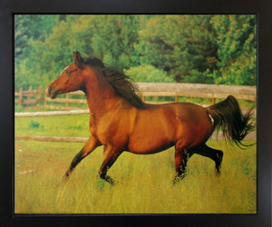 Framed Wall Decor Running Arabian Mare Horse Wild Animal Black Framed Art Print Picture(18x22)