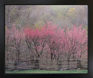 Redbud Tree Grove in Bloom Natchez Trace Parkway Landscape Wall Decor Black Framed Art Print Post(18x22) Redbud Tree Grove in Bloom Natchez Trace Parkway Landscape Wall Decor Black Framed Art Print Post(18x22)