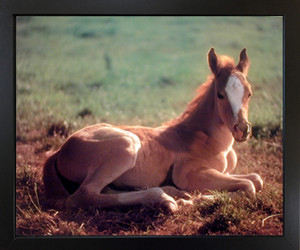 Impact Posters Gallery Horse Colt Wildlife Animal Wall Decor Black Framed Picture Art Print (18x22) Impact Posters Gallery Horse Colt Wildlife Animal Wall Decor Black Framed Picture Art Print (18x22)