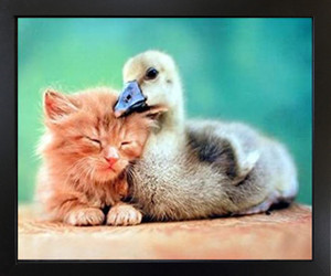Cute Cat and Duckling Friends Framed Wall Decoration Kids Room Animal Black Picture Art Print (18x22)