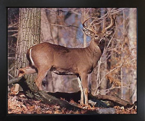 Impact Posters Gallery Wall Decoration Whitetail Buck Deer Rut Wild Animal Black Framed Wildlife Picture Art Print (18x22) Impact Posters Gallery Wall Decoration Whitetail Buck Deer Rut Wild Animal Black Framed Wildlife Picture Art Print (18x22)