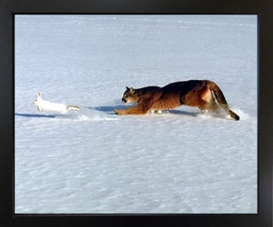 Wall Decor Cougar Chasing Rabbit in Snow Wildlife Animal Black Framed Art Print Picture (18x22)
