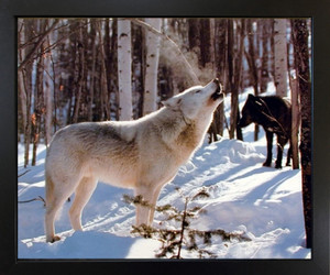 Impact Posters Gallery Grey and Black Wolf in Snow Wildlife Animal Black Framed Wall Decoration Art Print Picture (18x22) Impact Posters Gallery Grey and Black Wolf in Snow Wildlife Animal Black Framed Wall Decoration Art Print Picture (18x22)