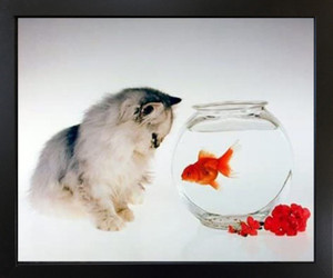 Cute Cat and Goldfish Funny Kitten Kids Room Black Framed Wall Decor Art Print Picture (18x22) Cute Cat and Goldfish Funny Kitten Kids Room Black Framed Wall Decor Art Print Picture (18x22)