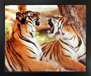 Tiger Pair Roaring Wildlife Animal Wall Decor Black Framed Art Print Picture (18x22) Tiger Pair Roaring Wildlife Animal Wall Decor Black Framed Art Print Picture (18x22)