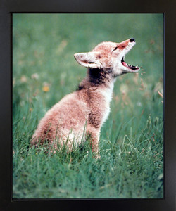 Coyote Pup Howling Wildlife Wall Decor Black Framed Picture Art Print (18x22) Coyote Pup Howling Wildlife Wall Decor Black Framed Picture Art Print (18x22)
