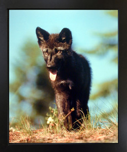 Framed Wall Decoration Gray Wolf Pup Wild Anaimal Nature Black Framed Art Print Picture (18x22) Framed Wall Decoration Gray Wolf Pup Wild Anaimal Nature Black Framed Art Print Picture (18x22)