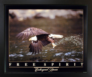 Framed Wall Decoration Bald Eagle Flying Over River Free Spirit Bird Black Framed Picture Art Print (18x22) Framed Wall Decoration Bald Eagle Flying Over River Free Spirit Bird Black Framed Picture Art Print (18x22)