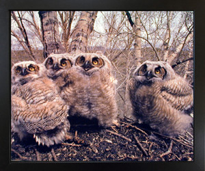 Impact Posters Gallery Great Horned Owlets (Owls) Wild Bird Wall Decor Black Framed Picture Art Print Impact Posters Gallery Great Horned Owlets (Owls) Wild Bird Wall Decor Black Framed Picture Art Print
