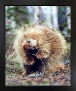 North American Porcupine Wild Animal Wall Decor Black Framed Art Print Picture (18x22) North American Porcupine Wild Animal Wall Decor Black Framed Art Print Picture (18x22)