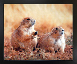 Impact Posters Gallery Cute Prairie Dogs Wild Animal Wall Decor Framed Art Print Picture (18x22)