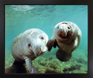 Pair of Manatee Doug Perrine Ocean Animal Black Framed Picture Wall Decoration Art Print (18x22) Pair of Manatee Doug Perrine Ocean Animal Black Framed Picture Wall Decoration Art Print (18x22)