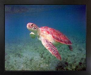 Impact Posters Gallery Turtle Green Sea Ocean Underwater Animal Wall Decoration Black Framed Art Print (18x22) Impact Posters Gallery Turtle Green Sea Ocean Underwater Animal Wall Decoration Black Framed Art Print (18x22)