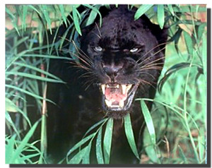 Black Leopard Poster