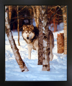 Impact Posters Gallery Grey Wolf in Snow Black Wildlife Animal Nature Wall Decor Framed Art Print Picture(18x22) Impact Posters Gallery Grey Wolf in Snow Black Wildlife Animal Nature Wall Decor Framed Art Print Picture(18x22)