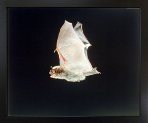 Bat on The Hunt Flying Wings Wild Animal Nature Wall Black Framed Picture Art Print(18x22) Bat on The Hunt Flying Wings Wild Animal Nature Wall Black Framed Picture Art Print(18x22)