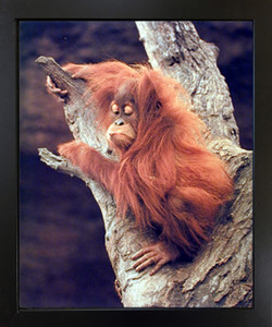 Orangutan Monkey Holding Tree Black Wildlife Framed Picture Art Print(18x22) Orangutan Monkey Holding Tree Black Wildlife Framed Picture Art Print(18x22)