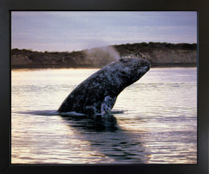 Gray Whale Breaching Ocean Animal Home Wall Decor Black Framed Art Print Picture(18x22) Gray Whale Breaching Ocean Animal Home Wall Decor Black Framed Art Print Picture(18x22)