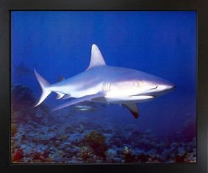Framed Wall Decoration Carl Roessier Wild Tiger Bull Shark Ocean Black Framed Picture Art Print(18x22) Framed Wall Decoration Carl Roessier Wild Tiger Bull Shark Ocean Black Framed Picture Art Print(18x22)