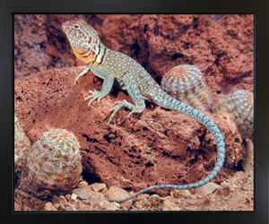 Collard Lizard Desert Wildlife Animal Wall Decor Black Framed Art Print Picture(18x22) Collard Lizard Desert Wildlife Animal Wall Decor Black Framed Art Print Picture(18x22)