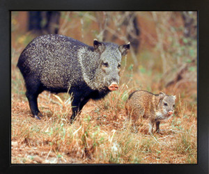 Impact Posters Gallery Wild Pig with Baby Animal Black Framed Wall Decor Picture Art Print (18x22)