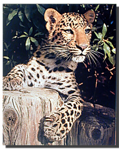 Leopard Poster