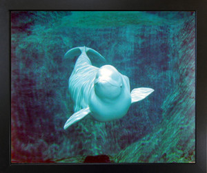 Beluga Whale Ocean Underwater Animal Nature Black Framed Wall Decor Art Print Picture (18x22) Beluga Whale Ocean Underwater Animal Nature Black Framed Wall Decor Art Print Picture (18x22)