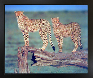 Cheetah Cat Feline Wildlife Animal Poster Black Framed Wall Decor Art Print Picture (18x22) Cheetah Cat Feline Wildlife Animal Poster Black Framed Wall Decor Art Print Picture (18x22)