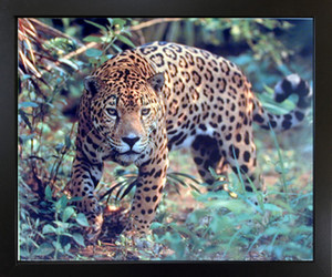 Impact Posters Gallery Jaguar (Panthera, Leopard) Prowling Cat Wildlife Animal Black Framed Wall Decor Art Print Picture Impact Posters Gallery Jaguar (Panthera, Leopard) Prowling Cat Wildlife Animal Black Framed Wall Decor Art Print Picture