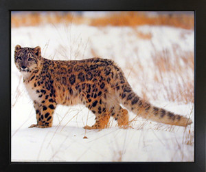 Impact Posters Gallery Leopard in Snow Animal Wildlife Black Framed Wall Decor Picture Art Print (18x22) Impact Posters Gallery Leopard in Snow Animal Wildlife Black Framed Wall Decor Picture Art Print (18x22)