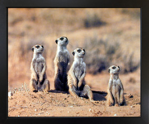 Impact Posters Gallery African Meerkats Suricata Suricatta Wildlife Black Framed Wall Decor Animal Picture Art Print (18x22) Impact Posters Gallery African Meerkats Suricata Suricatta Wildlife Black Framed Wall Decor Animal Picture Art Print (18x22)