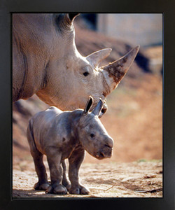 Mother Rhinoceros with Her Baby White Rhino Animal Wildlife Black Framed Wall Decor Art Print Picture (18x22) Mother Rhinoceros with Her Baby White Rhino Animal Wildlife Black Framed Wall Decor Art Print Picture (18x22)